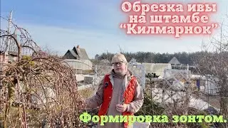 Обрезка ивы на штамбе 