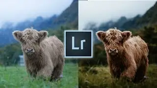 How to Edit Like @marinaweishaupt Instagram Lightroom Editing Tutorial Travel Wildlife Photos Edit