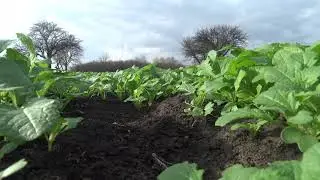 Фрезеруем горчицу мотоблоком!!! Жизнь в деревне!