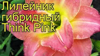 Лилейник гибридный Синк Пинк. Краткий обзор, описание характеристик hemerocallis hybrida Think Pink