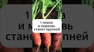 1 ложка и морковь крупнее и слаще!  