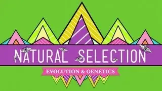 Natural Selection - Crash Course Biology #14