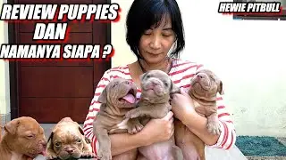 REVIEW PUPPIES LUCU HEWIE DAN PEMBERIAN NAMA 