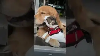На это можно смотреть ВЕЧНО!! Смешные Кошки и Собаки! 😂😂😂 #Shorts