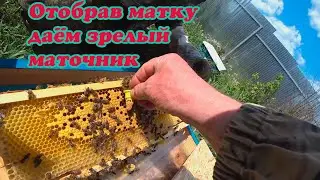 ОТБИРАЕМ ПЛОДНЫЕ МАТКИ И СРАЗУ ДАЁМ МАТОЧНИК