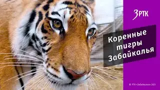 Коренные тигры Забайкалья