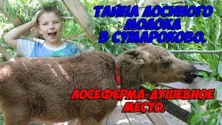 Тайна Лосиного молока в Сумароково. Лосеферма душевное место