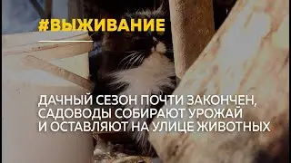 Тысячи домашних животных могут остаться зимовать на пустующих дачах