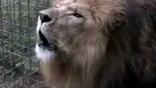 LION ROAR - EXTREME CLOSE UP!!!