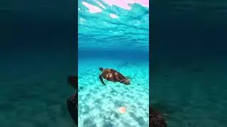 Искусство никуда не спешить🐢