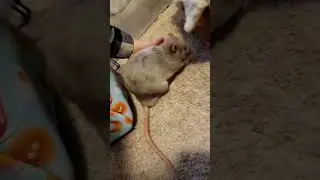 The Most Polite Rat