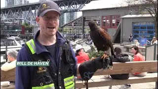 Trained hawks shoo thieving seagulls from Granville Island | Vancouver Sun