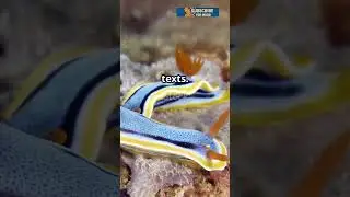 This Ocean Dragon Is Real… And Deadlier Than It Looks! 🐉🌊 