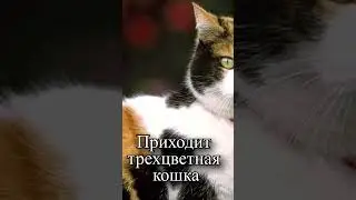 Почему в дом приходит трехцветная кошка?