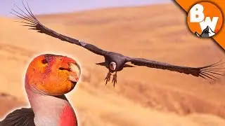 SAVED! Prehistoric Bird Escapes Extinction!