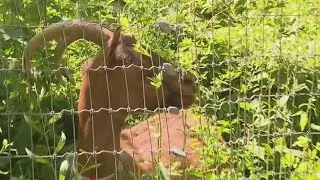 Goats are baaaack at Riverside Park