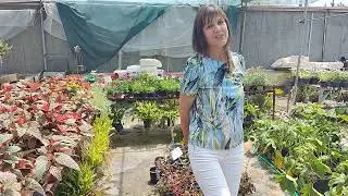 Cадовый центр южных растений. Что продается и сколько стоят цветы