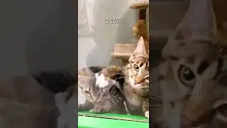 Котенок устраняет конкуренцию 😂❤️ 