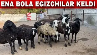 ELYORBEKGA EGIZAKCHILAR VA ENA BOLA BOGOZ SOVLIQLAR KELDI