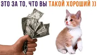 РАБОТА МЕЧТЫ ))) Приколы с котами | Мемозг 1216