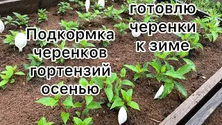 ОСЕНЯЯ ПОДКОРМКА ЧЕРЕНКОВ ГОРТЕНЗИЙ. Готовлю черенки к зиме