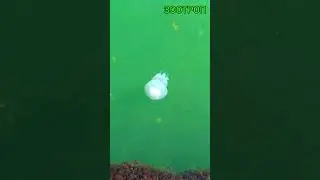 Одесса нашествие медуз. Корнерот. Пляжи сегодня. Море. Открытый пляж. Лето 2024. 