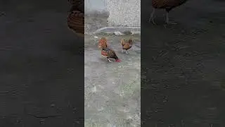 Sbrayt tovuq para sotiladi uz