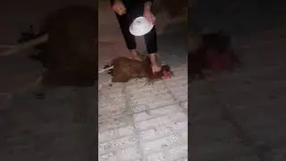 Iranian woman slaughter under feet,,,telegram channel: slaughterkings