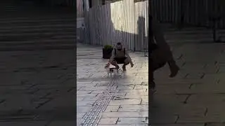 Коварство кошек
