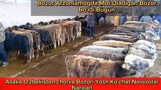 Asaka Oʻzbekiston chorva bozori Yosh Koʻchat Novvoslar Narxlari 1-fevral, 2024