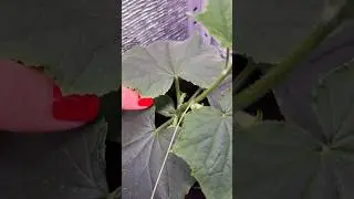 Вот почему я выращиваю только эти огурцы