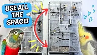 Teach Your Bird to Use the Whole Cage Space from Top to Bottom! | BirdNerdSophie AD