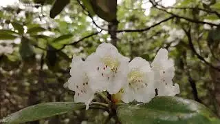 Рододендрон Фори демонстрирует рекордное цветение