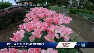 Tulip Time: Schedule, tickets, weather and more to know if youre heading to Pella