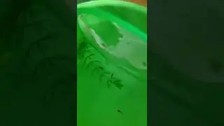 гуппи !Ловлю мальков!
