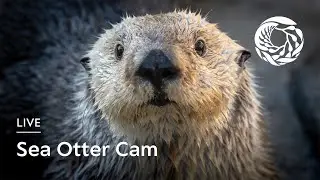 Live Sea Otter Cam - Monterey Bay Aquarium