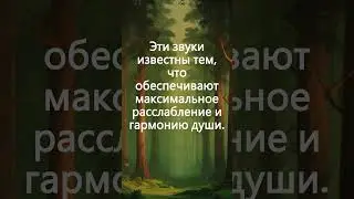 Спокойная тибетская флейта и пение птиц: звуки леса для максимального расслабления и гармонии души