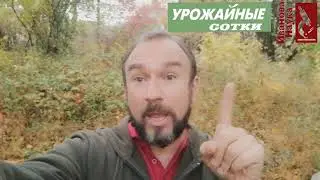 НИКОГДА не мульчируйте так чеснок и лук!