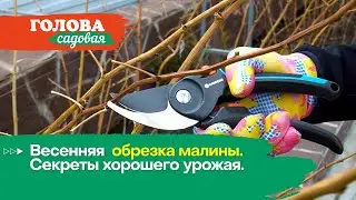 Голова садовая - Весенняя  обрезка малины.  Секреты хорошего урожая.