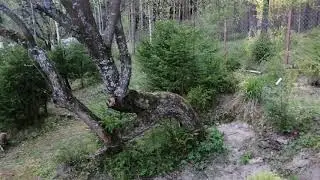 Дневник садовода 8 мая 2019. С чего начинаю сезон.
