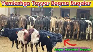 Yemlashga Tayyor Boqma Buqalar va Angus Gereford Yosh Ko'chat Novvoslar 22-yanvar, 2025