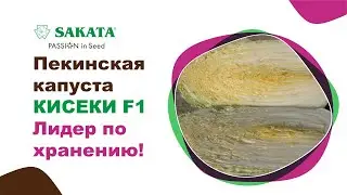 Пекинская капуста КИСЕКИ - лидер по хранению! #хранениепекинскойкапусты #пекинкакисеки #семенаовощей