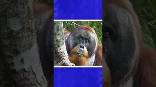 Self-medicating orangutan #shorts #orangutan #amazinganimals #wildlife