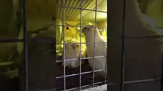 Крик самцов у перепелов 
