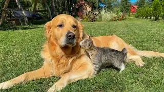 Kitten Keeps Cuddling Golden Retriever Until He Gives In