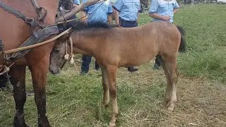 Revealed: Cruel Horse Markets in Romania