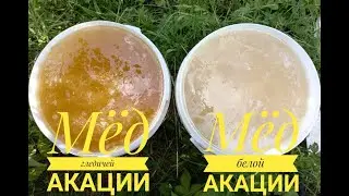 Сколько мёда с акации в 2021 году