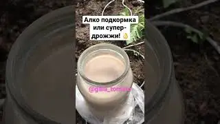 Алко подкормка или супер-дрожжи! 👌 https://vk.com/gala_tomato