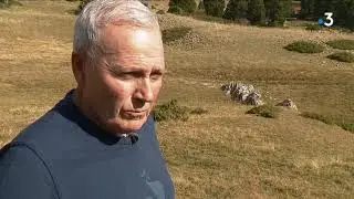 Un loup mis à mort par des patous sur les hauts-plateaux du Vercors (Drôme)