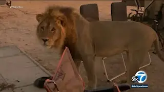 Wild lion walks into familys campout while on African safari